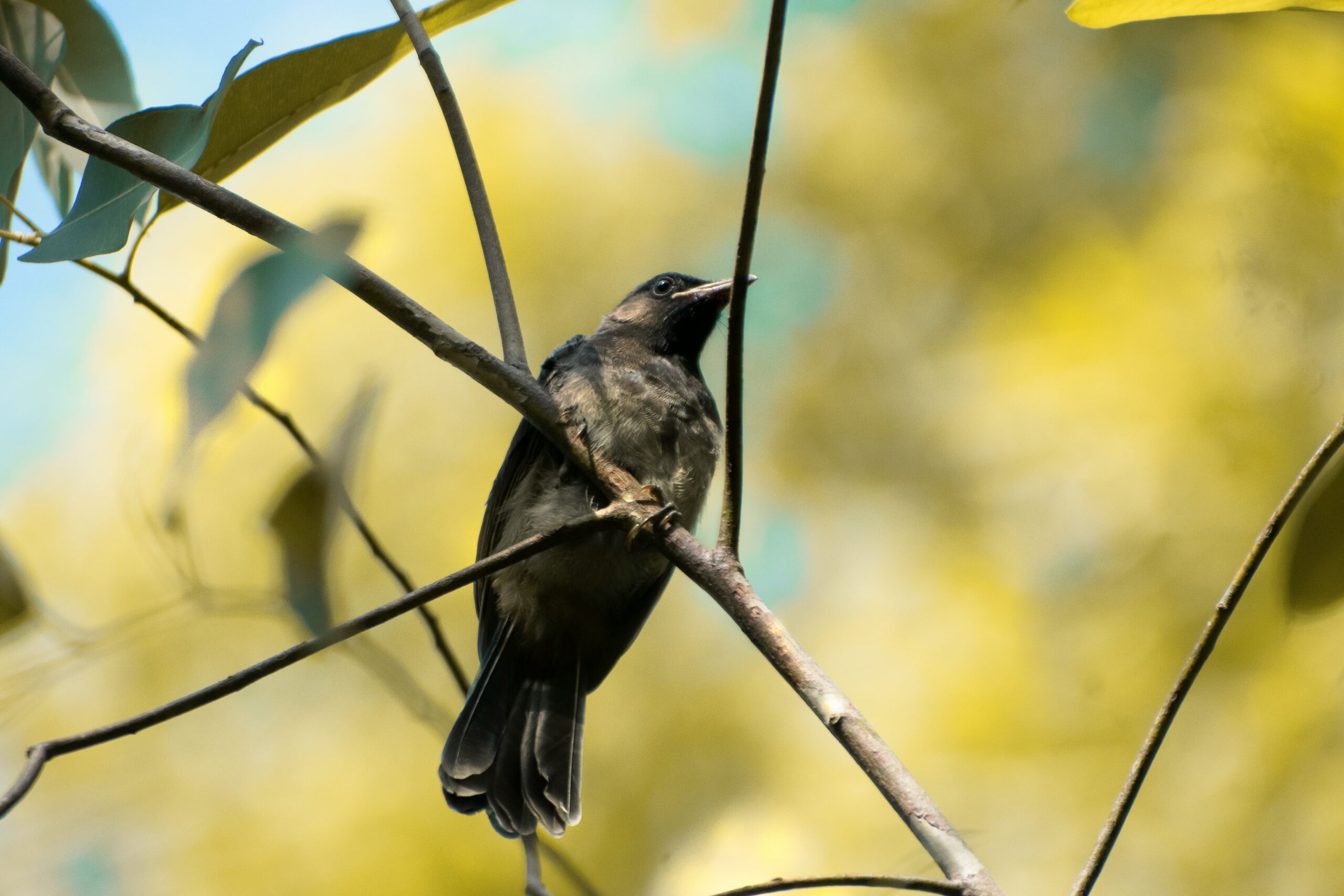 anik-deb-nath-BbJszo4YPUo-unsplash